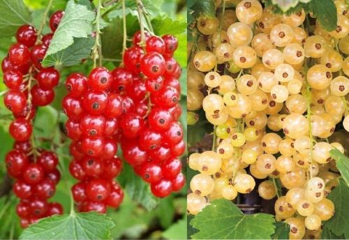 Weiße Johannisbeere 'Blanca' und Rote Johannisbeere 'Detvan' Duo