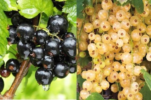 Weiße Johannisbeere 'Blanca' und Schwarze Johannisbeere 'Titania' Du