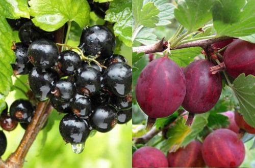 Stachelbeere 'Hinnonmäki Rot' und Schwarze Johannisbeere 'Titania' Duo