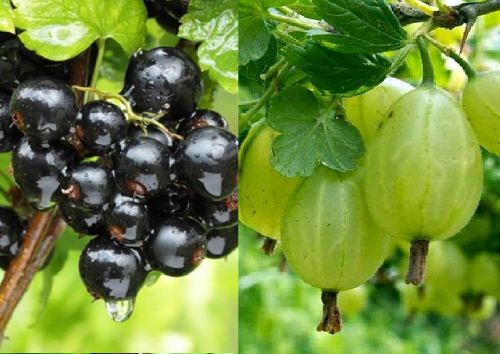 Weiße Stachelbeere 'Triumf' und Schwarze Johannisbeere 'Titania' Duo