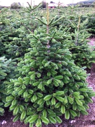 Kaukasische Tanne 120-140 cm Weihnachtsbaum