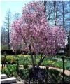 Magnolia RANDY