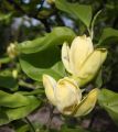 Magnolia GOLDEN DREAM