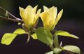Magnolia GOLDEN DREAM