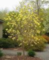Magnolia GOLDEN DREAM