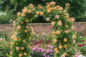 Orange Kletterrose CAP HORN