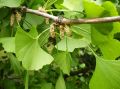 Miłorząb japoński GINKGO BILOBA