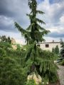 CYPRYSIK nutkajski PENDULA