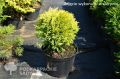 Thuja DAWID
