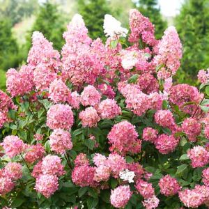 Ballhortensie PINK DIAMOND