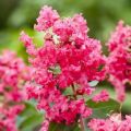 Lagerstroemia indyjska RED FILLI