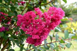 Indische Lagerstroemia RED FILLI