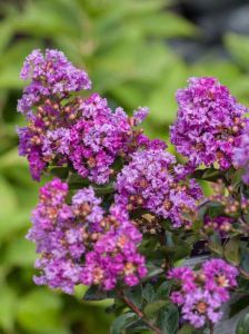 Indische Lagerstroemia VIOLET FILLI