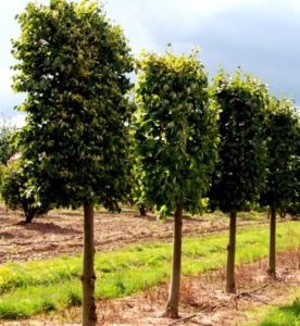 Sommerlinde FASTIGIATA