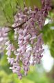 Wisteria Lipstick