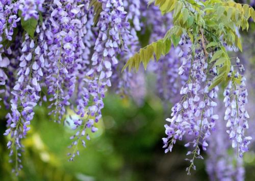 Kletternde Wisteria BLUE MOON