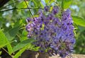 Wisteria kentacka szczepiona BLUE MOON
