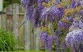 Wisteria kentacka szczepiona BLUE MOON