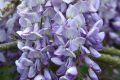 Wisteria Tivertone