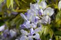 Wisteria Tivertone