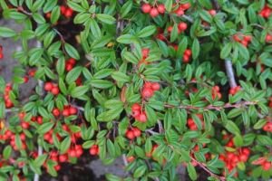 Weidenblättrige Cotoneaster auf Stamm