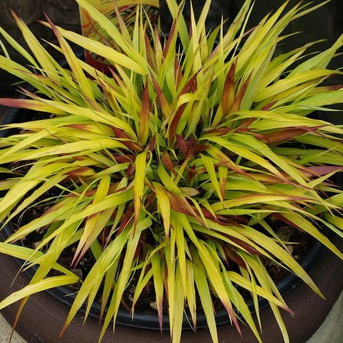 Hakonechloa macra SUNFLARE