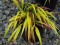 Trawa Hakonechloa smukła SUNFLARE
