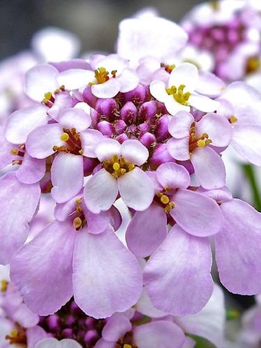 Heuchera PINK ICE