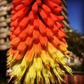 Trytoma groniasta ROJO