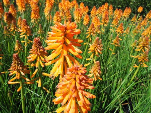 Kugeldistel POCO ORANGE