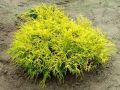 Cyprysik groszkowy GOLDEN MOP