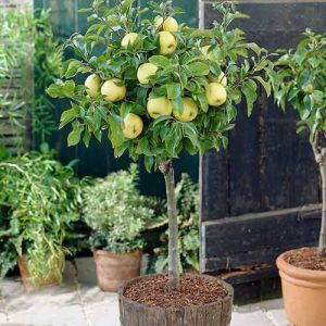 Apfelbaum MINIATUR ŻÖLT