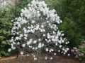 Magnolia gwiaździsta Stellata