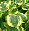 Funkia - HOSTA CARNIVAL