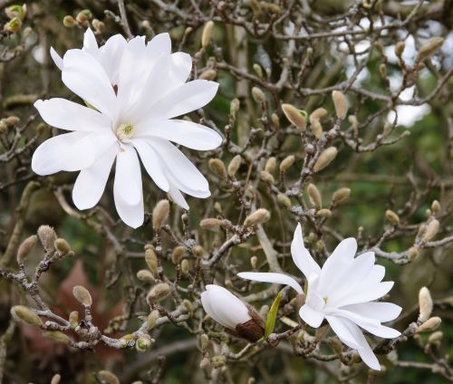 Stern-Magnolie Stellata