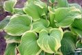 Funkia - Hosta FRAGRANT BOUQUET