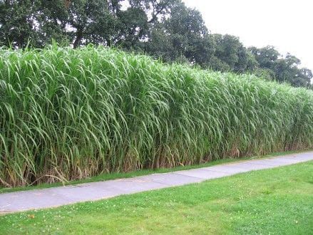 Riesen-Schilf GIGANTEUS