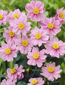 Japanische Anemone PINK SAUCER