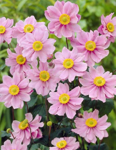 Japanische Anemone PINK SAUCER