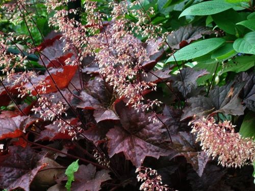 Heuchera PALACE PURPLE
