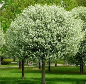 Kugelkirsche UMBRACULIFERA