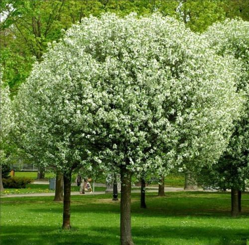 Kugelkirsche UMBRACULIFERA