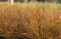 TURZYCA Ceglasta PRAIRIE FIRE