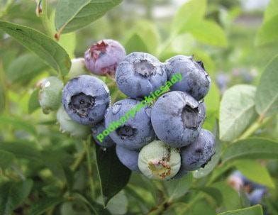 Blaubeere Darrow
