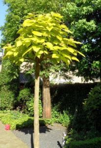 Kugel-Gold-Trompetenbaum  AUREA