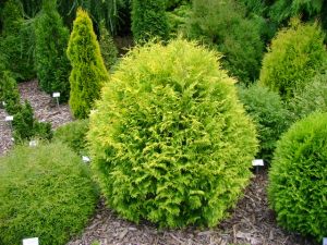 Lebensbaum GLOBOSA AUREA