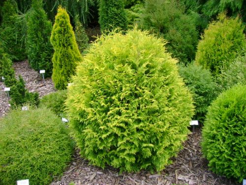 Lebensbaum GLOBOSA AUREA