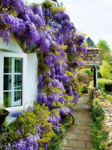 Blüten-Wisterie LUDWIK LAWIN