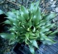 Funkia - Hosta TWISTER
