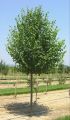 Lipa drobnolistna GREENSPIRE